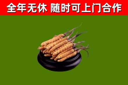 屯留区烟酒回收冬虫夏草.jpg